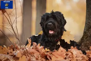 Read more about the article Russian Black Terrier Breeder and Puppies in Wisconsin