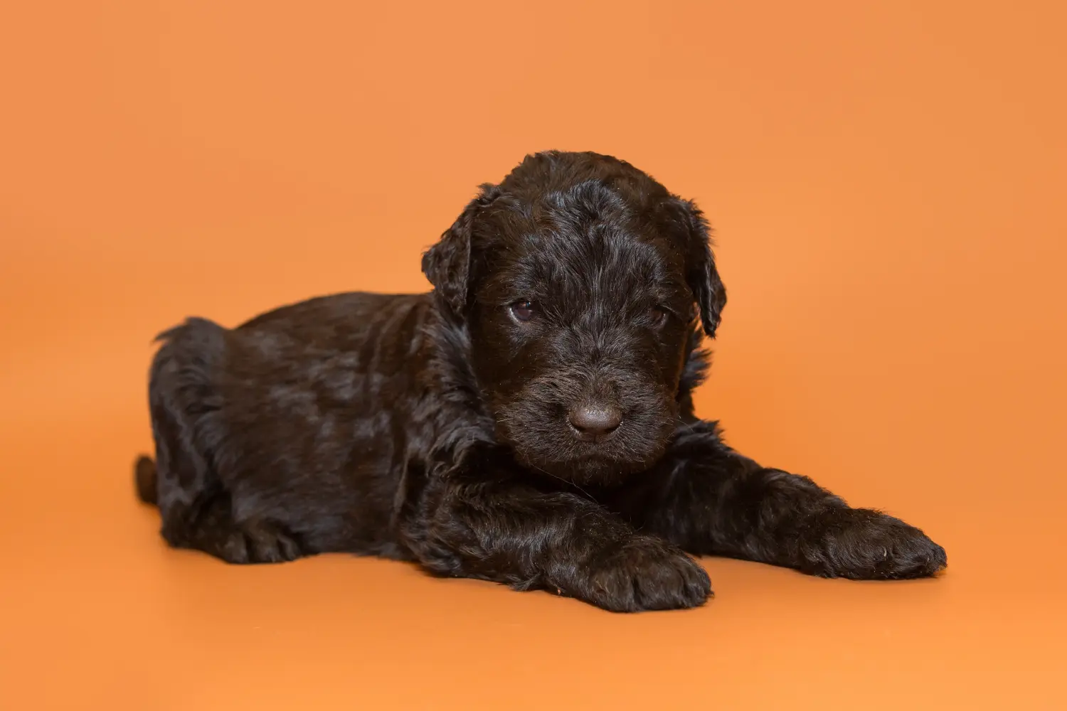 Buying a Russian Black Terrier puppy means taking responsibility! Buy Russian Black Terrier puppies.