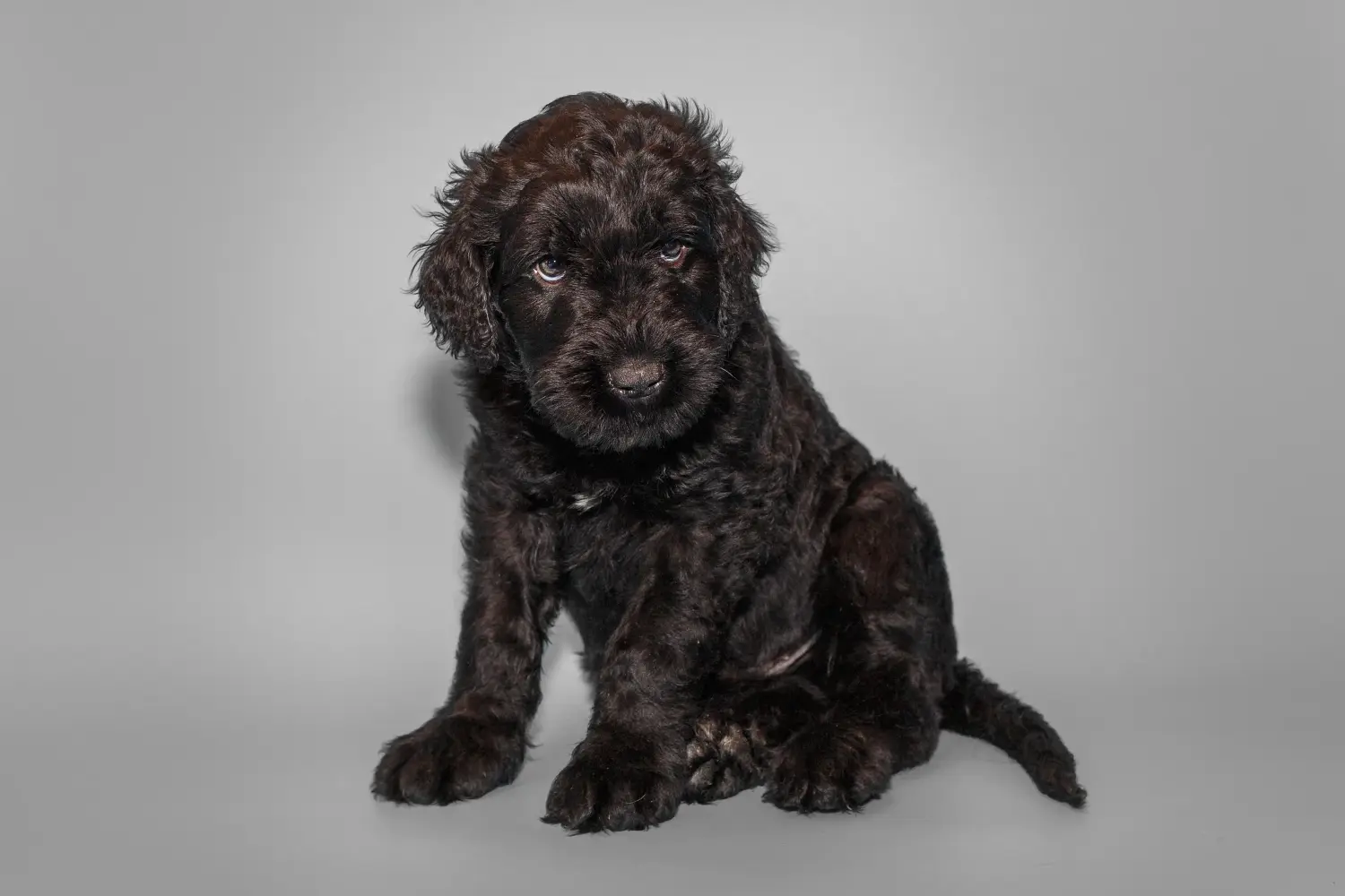 Buying a Russian Black Terrier puppy means taking responsibility! Buy Russian Black Terrier puppies.