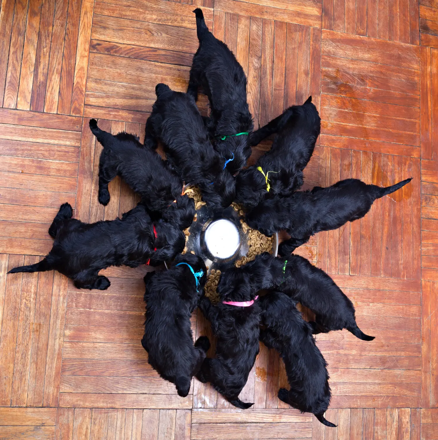 Buying a Russian Black Terrier puppy means taking responsibility! Buy Russian Black Terrier puppies.