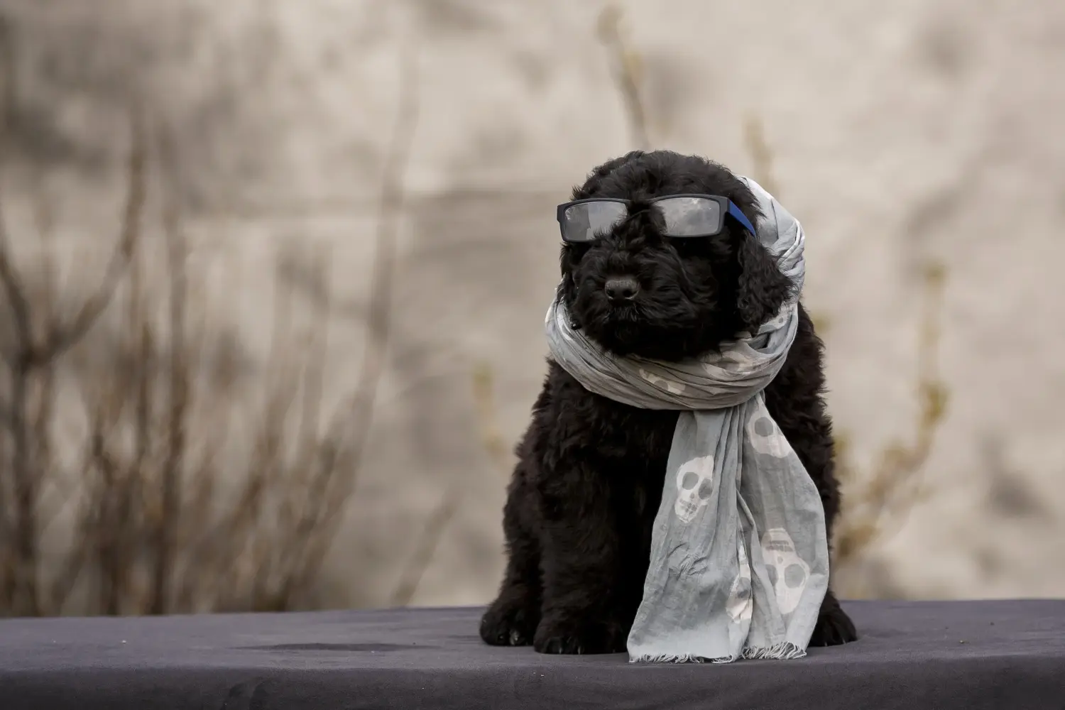 Buying a Russian Black Terrier puppy means taking responsibility! Buy Russian Black Terrier puppies.