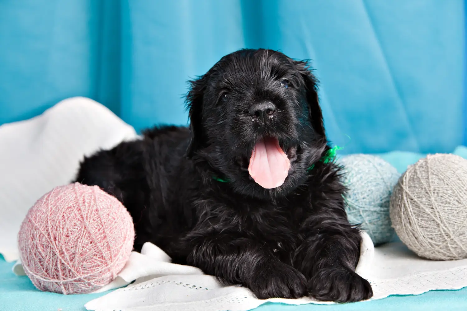 Buying a Russian Black Terrier puppy means taking responsibility! Buy Russian Black Terrier puppies.