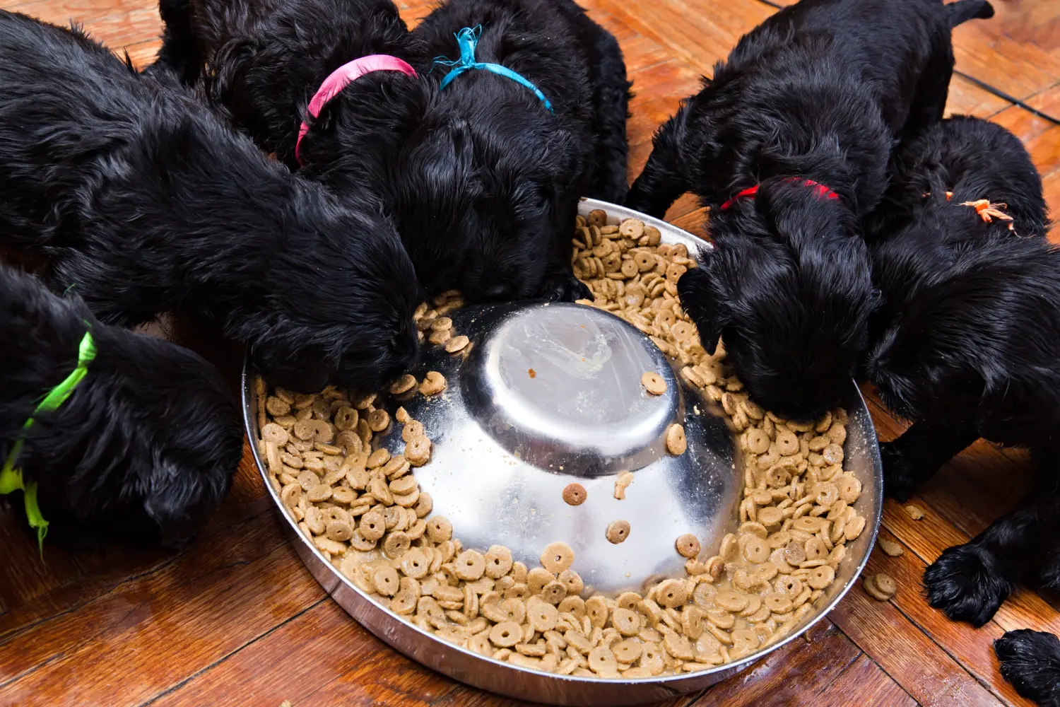 Buying a Russian Black Terrier puppy means taking responsibility! Buy Russian Black Terrier puppies.