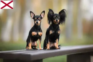 Read more about the article Russkiy Toy breeders and puppies in Alabama