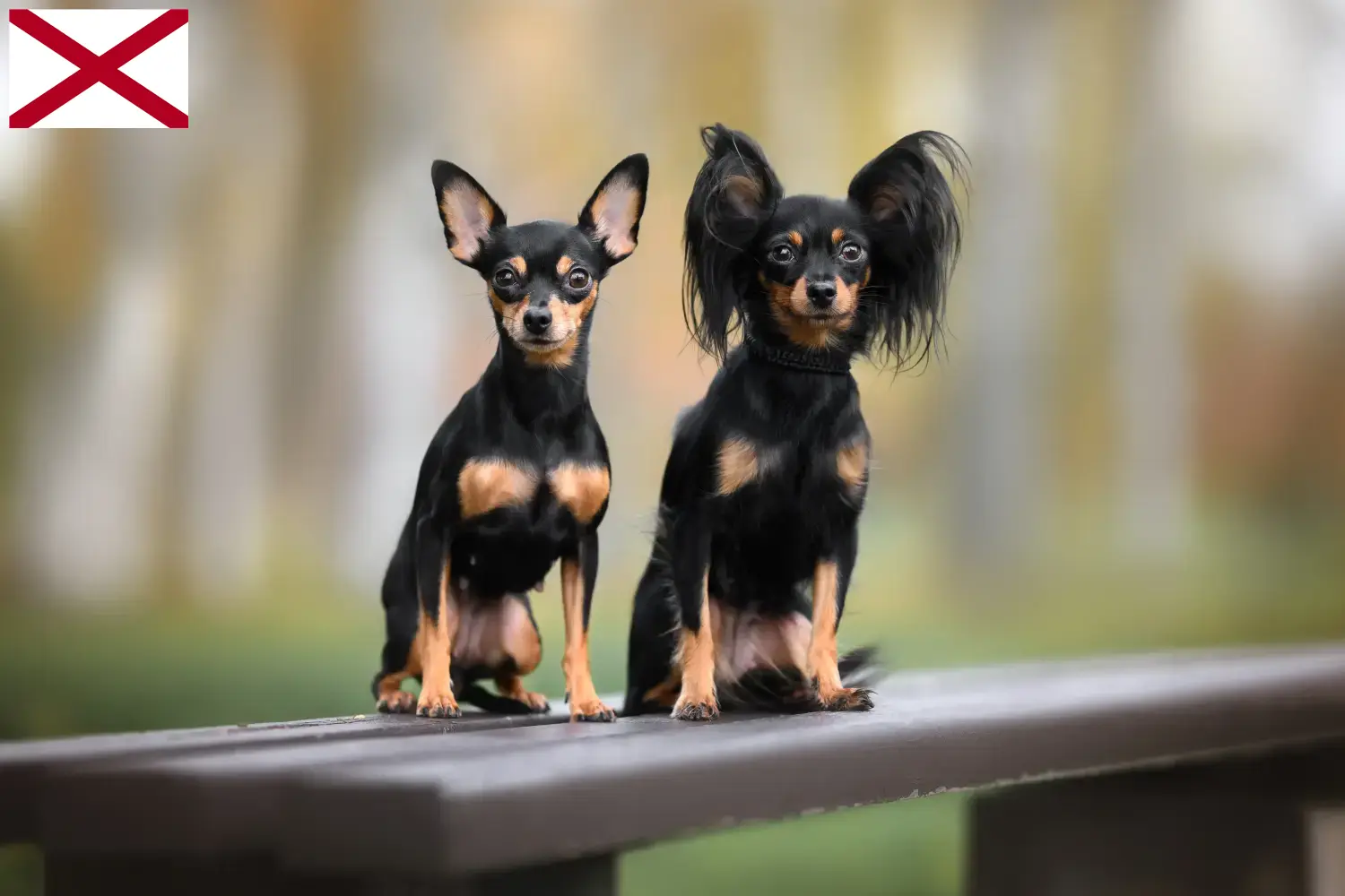 Russkiy Toy puppies and breeders Alabama Here you can find Russkiy Toys breeders in Alabama.