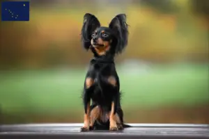 Read more about the article Russkiy Toy breeders and puppies in Alaska