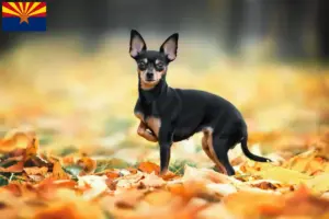 Read more about the article Russkiy Toy breeders and puppies in Arizona