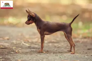 Read more about the article Russkiy Toy breeders and puppies in California