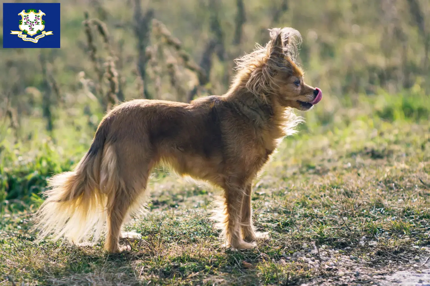 Russkiy Toy puppies and breeders Connecticut Here you can find Russkiy Toys breeders in Connecticut.