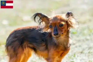 Read more about the article Russkiy Toy breeders and puppies in Georgia