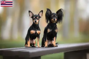 Read more about the article Russkiy Toy breeders and puppies in Hawaii