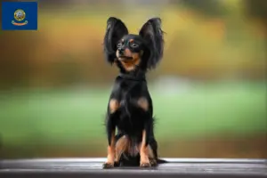 Read more about the article Russkiy Toy breeders and puppies in Idaho