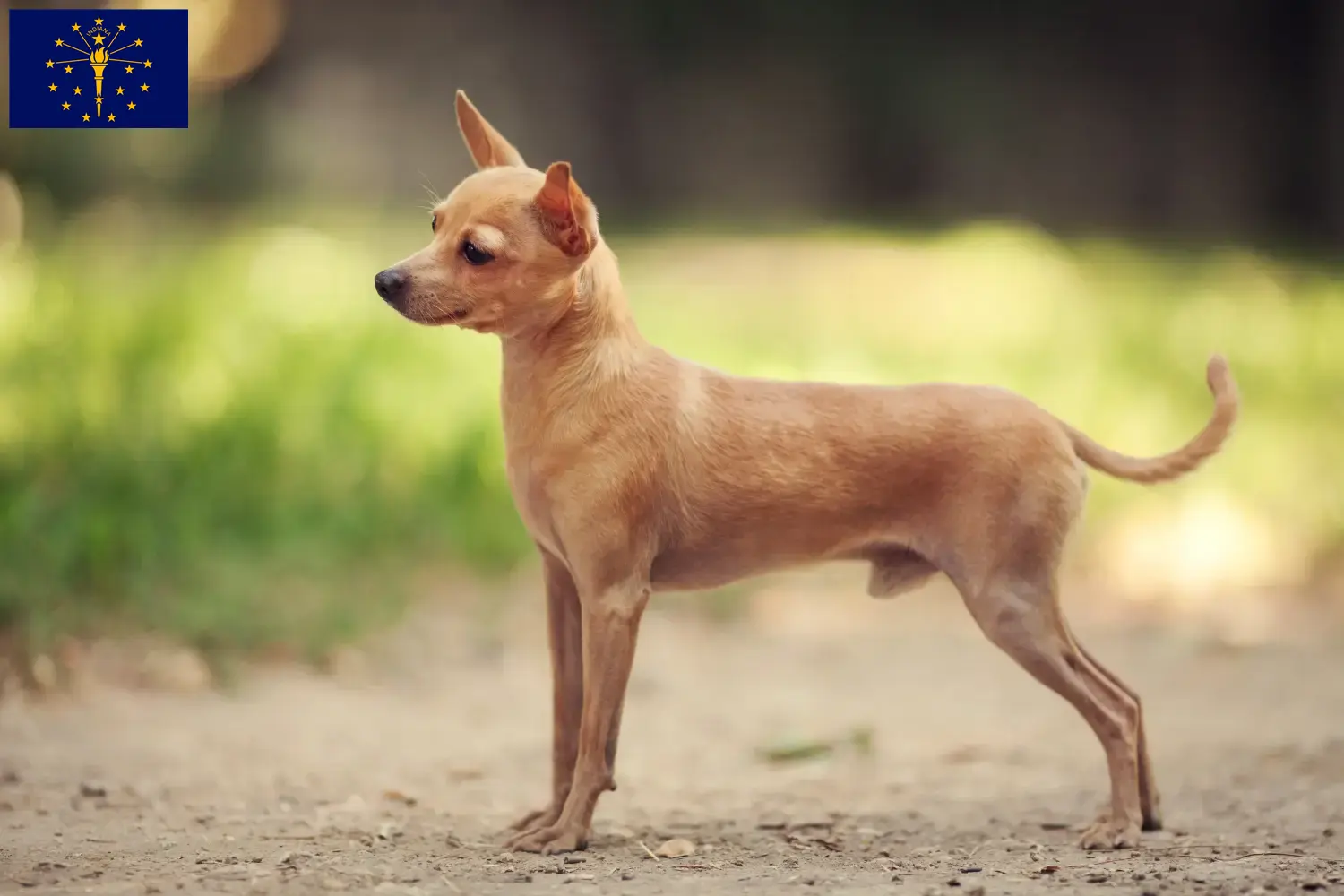 Russkiy Toy puppies and breeder Indiana Here you can find Russkiy Toys breeders in Indiana.