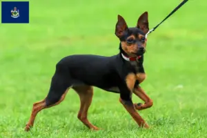 Read more about the article Russkiy Toy breeders and puppies in Maine