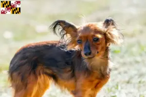 Read more about the article Russkiy Toy breeders and puppies in Maryland