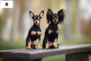 Read more about the article Russkiy Toy breeders and puppies in Massachusetts