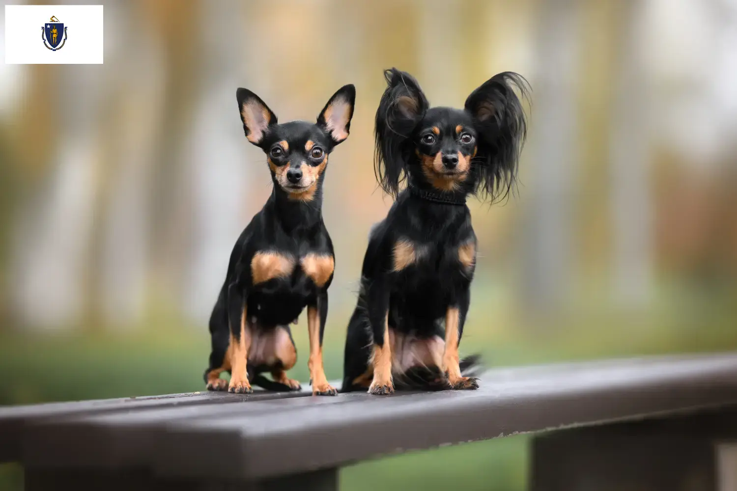 Read more about the article Russkiy Toy breeders and puppies in Massachusetts