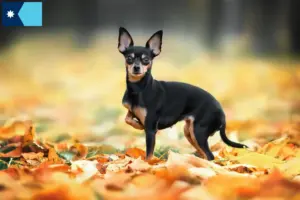 Read more about the article Russkiy Toy breeders and puppies in Minnesota