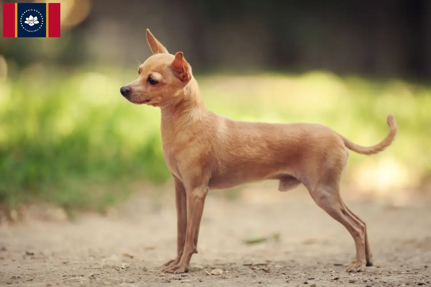 Russkiy Toy puppies and breeders Mississippi Here you can find Russkiy Toys breeders in Mississippi.