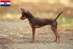Read more about the article Russkiy Toy breeders and puppies in Missouri