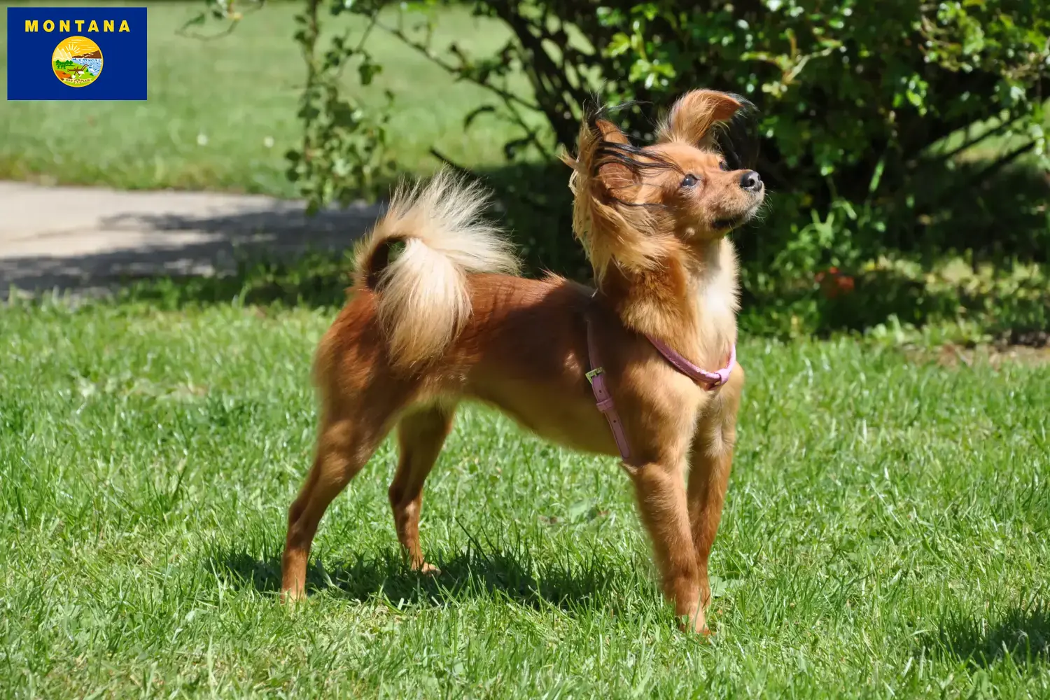Russkiy Toy puppies and breeder Montana Here you can find Russkiy Toys breeders in Montana.