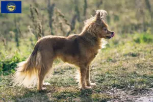 Read more about the article Russkiy Toy breeders and puppies in Nebraska