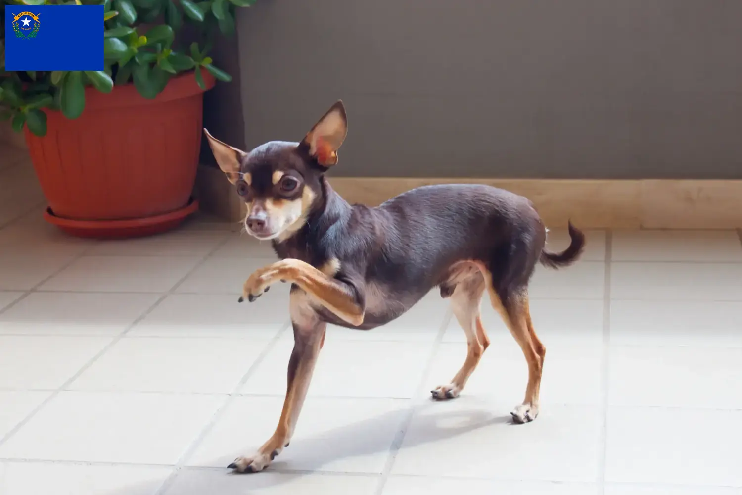 Russkiy Toy puppies and breeders Nevada Here you can find Russkiy Toys breeders in Nevada.