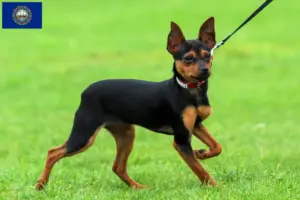 Read more about the article Russkiy Toy breeders and puppies in New Hampshire