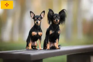 Read more about the article Russkiy Toy breeders and puppies in New Mexico