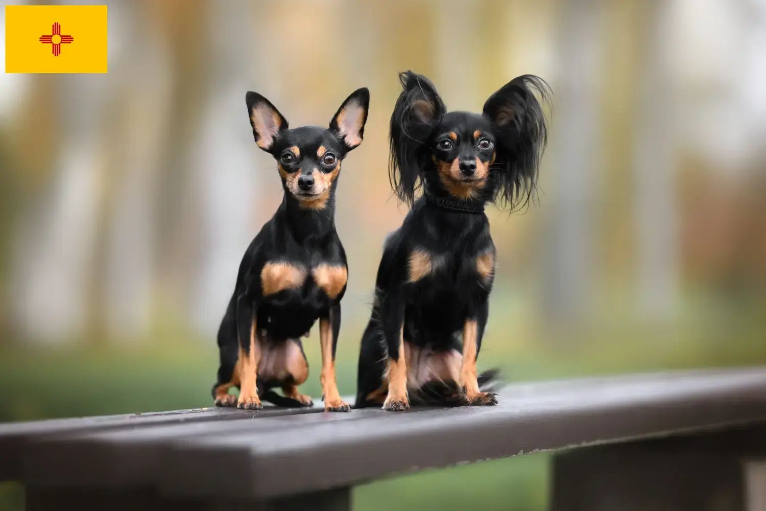 Russkiy Toy puppies and breeders New Mexico Here you can find Russkiy Toys breeders in New Mexico.
