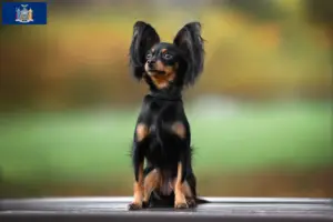 Read more about the article Russkiy Toy breeders and puppies in New York