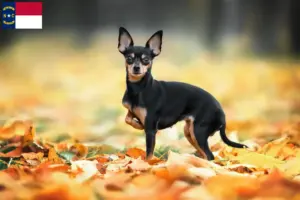 Read more about the article Russkiy Toy breeders and puppies in North Carolina