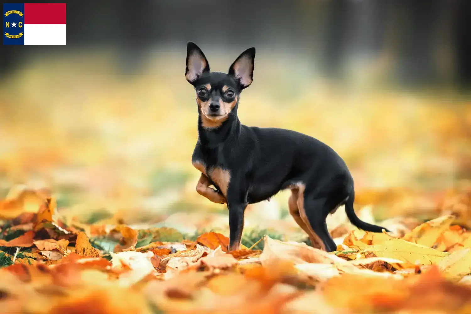 Russkiy Toy puppies and breeders North Carolina Here you can find Russkiy Toys breeders in North Carolina.
