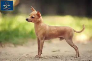 Read more about the article Russkiy Toy breeders and puppies in North Dakota