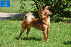 Read more about the article Russkiy Toy breeders and puppies in Oklahoma