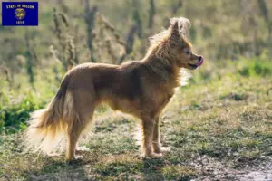 Read more about the article Russkiy Toy breeders and puppies in Oregon