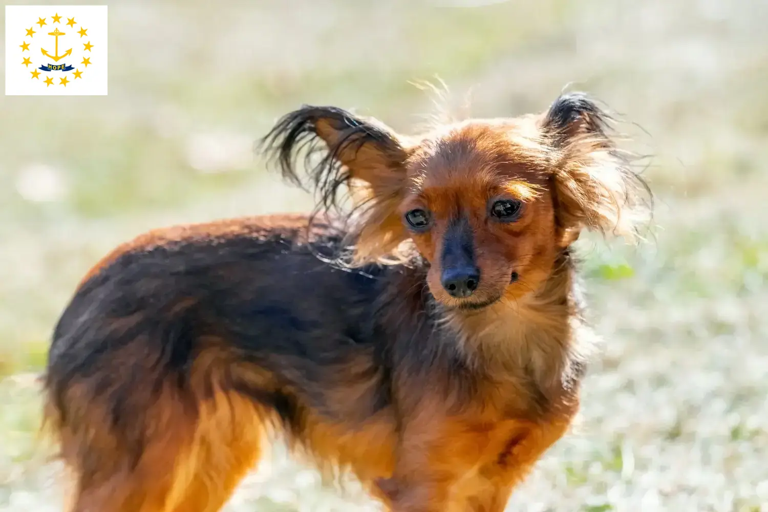 Read more about the article Russkiy Toy breeders and puppies in Rhode Island