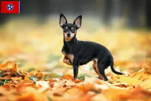 Read more about the article Russkiy Toy breeders and puppies in Tennessee