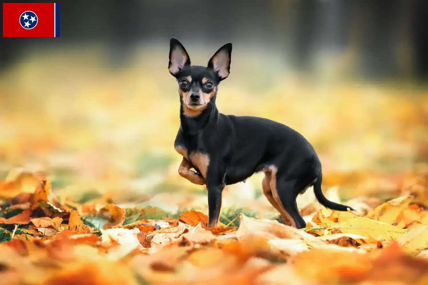 Read more about the article Russkiy Toy breeders and puppies in Tennessee