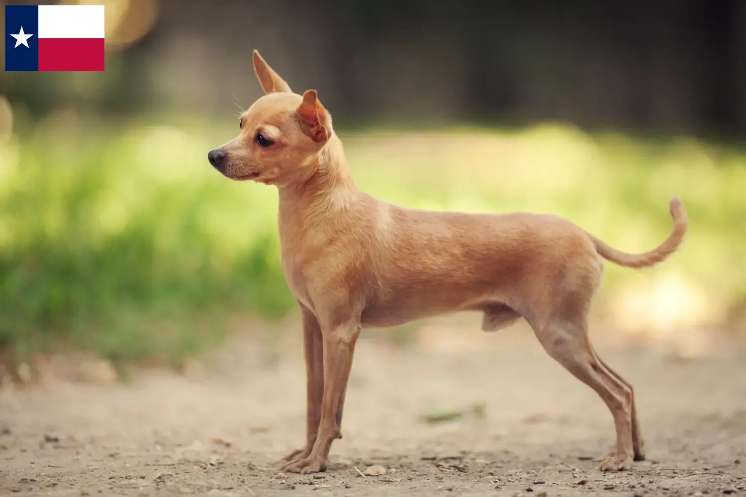 Read more about the article Russkiy Toy breeders and puppies in Texas