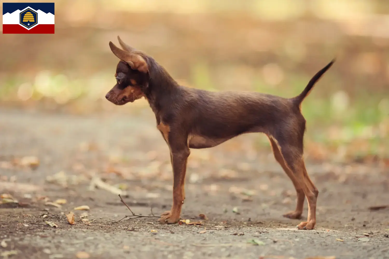 Read more about the article Russkiy Toy breeders and puppies in Utah