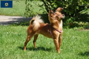 Read more about the article Russkiy Toy breeders and puppies in Vermont