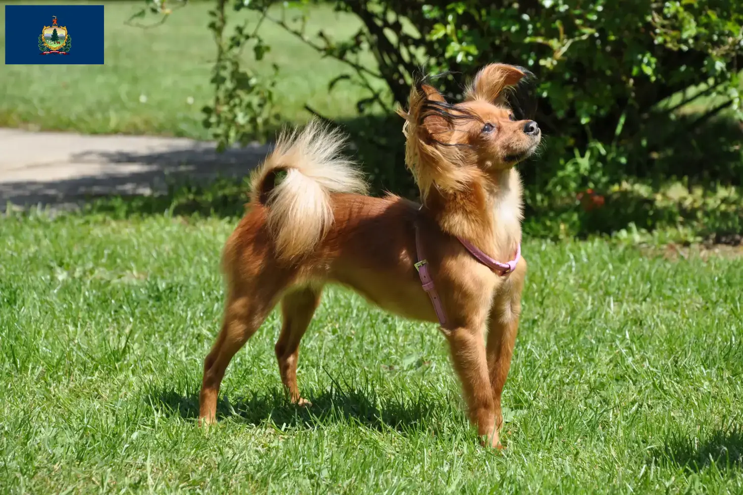 Read more about the article Russkiy Toy breeders and puppies in Vermont