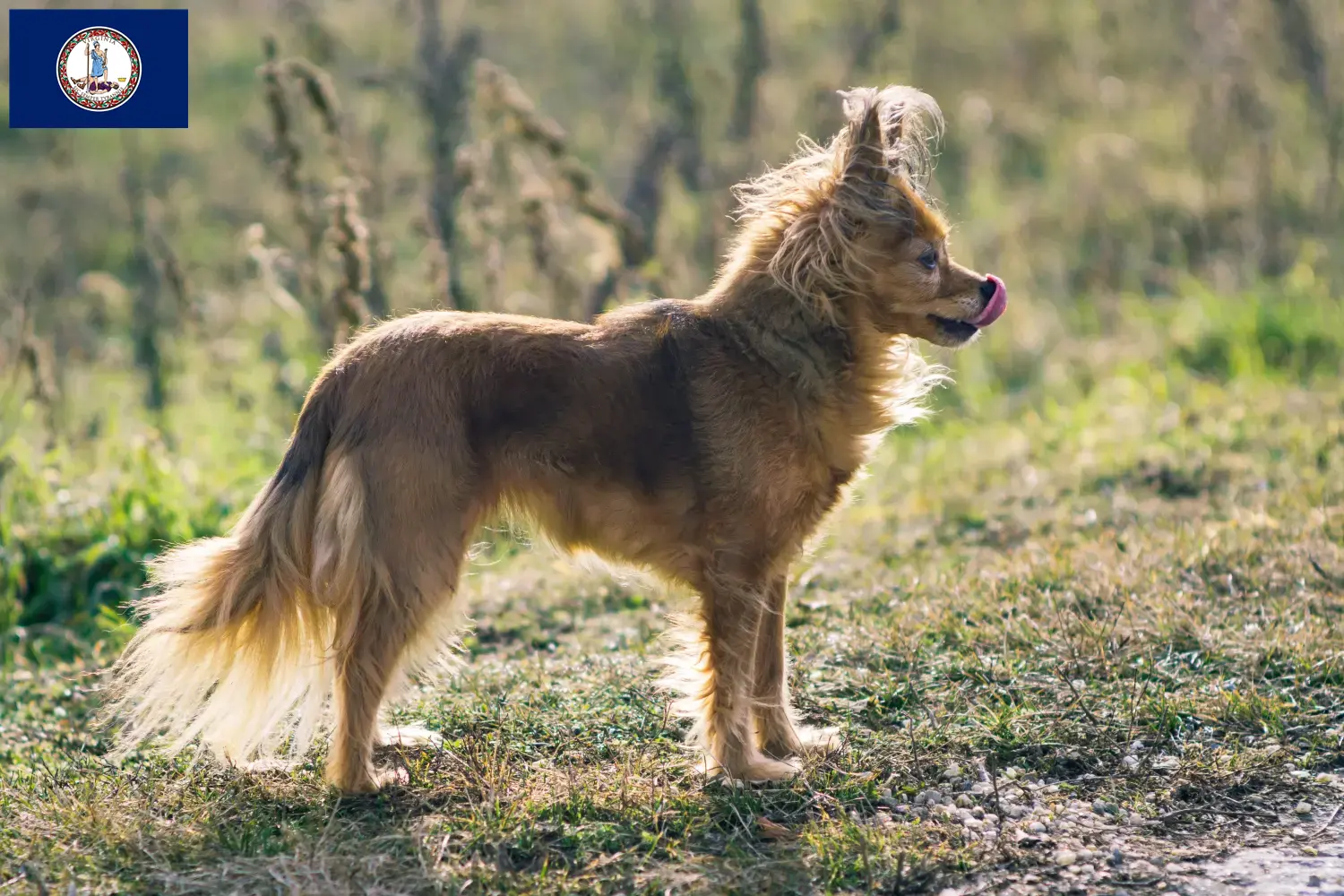 Read more about the article Russkiy Toy breeders and puppies in Virginia