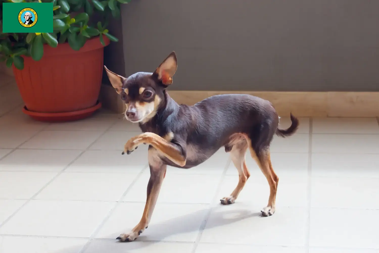 Read more about the article Russkiy Toy breeders and puppies in Washington