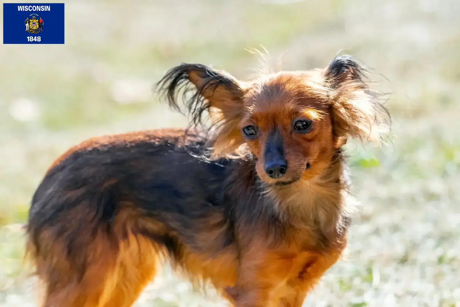 Read more about the article Russkiy Toy breeders and puppies in Wisconsin