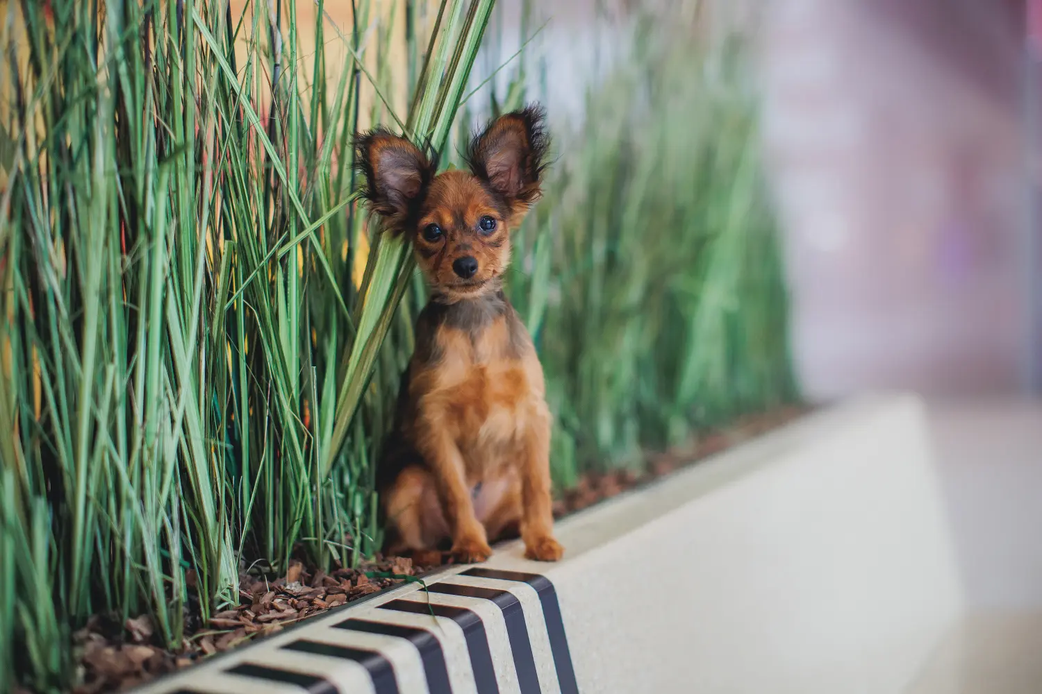 Buying a Russkiy Toy puppy means taking responsibility! Buy Russkiy Toy puppies.