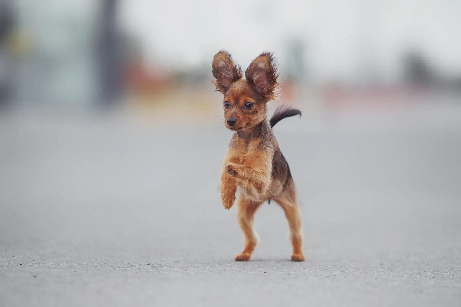 Buying a Russkiy Toy puppy means taking responsibility! Buy Russkiy Toy puppies.