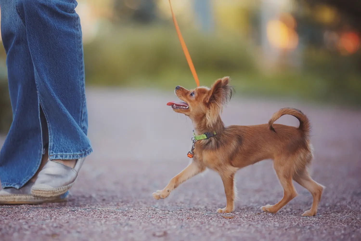 Buying a Russkiy Toy puppy means taking responsibility! Buy Russkiy Toy puppies.