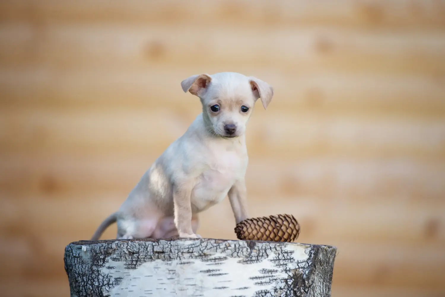 Buying a Russkiy Toy puppy means taking responsibility! Buy Russkiy Toy puppies.